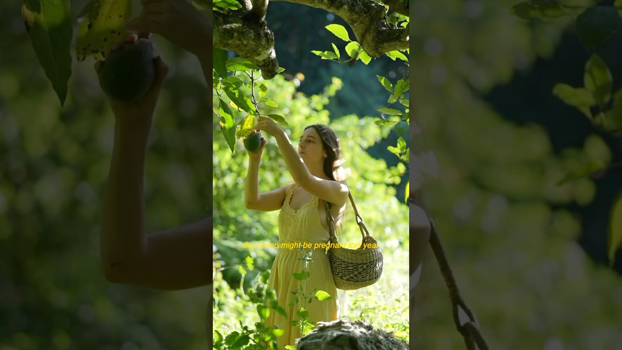 Fruit harvesting in the orchard (with my naughty sheep 🐑) picking kiwis and avocados 🥝🥑