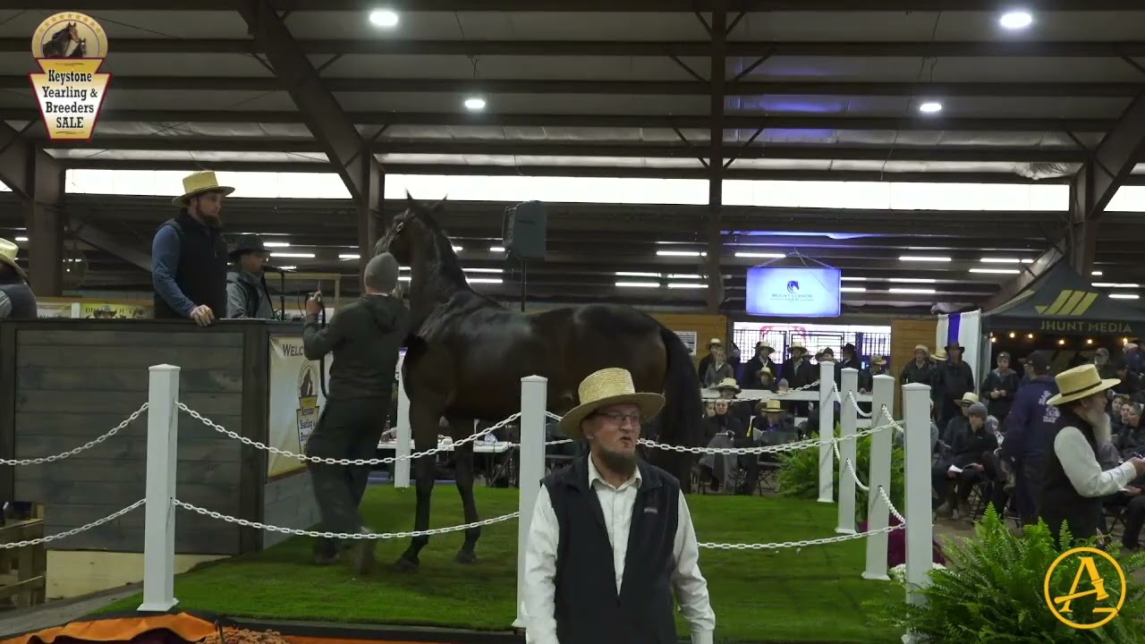 2025 Keystone Yearling and Breeders Sale - Day 2 | AuctionPro