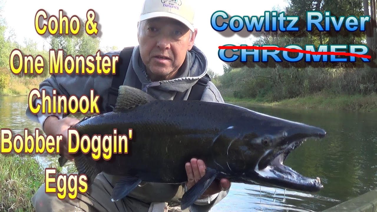 An epic battle with UGLY Monster Chinook. Bobber Doggin' the Cowlitz River and a bonus Coho.