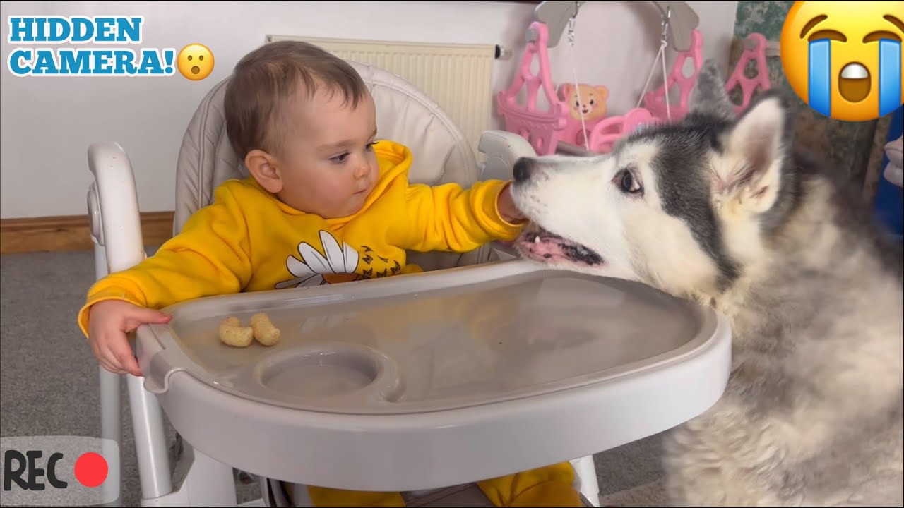 Sneaky Baby Feeds Husky In The Funniest Way Ever!😂. [CUTEST VIDEO EVER!!]