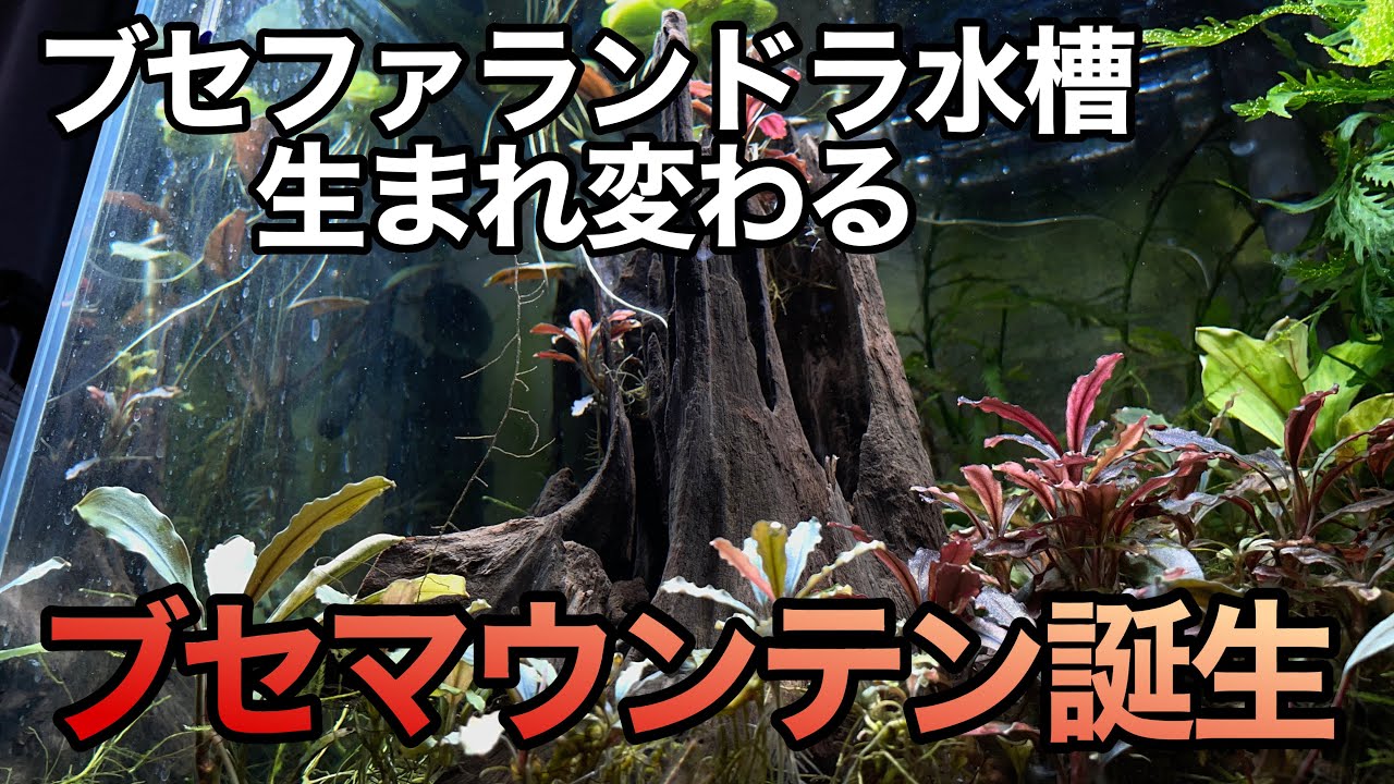 ブセファランドラ水槽が超絶進化しました。