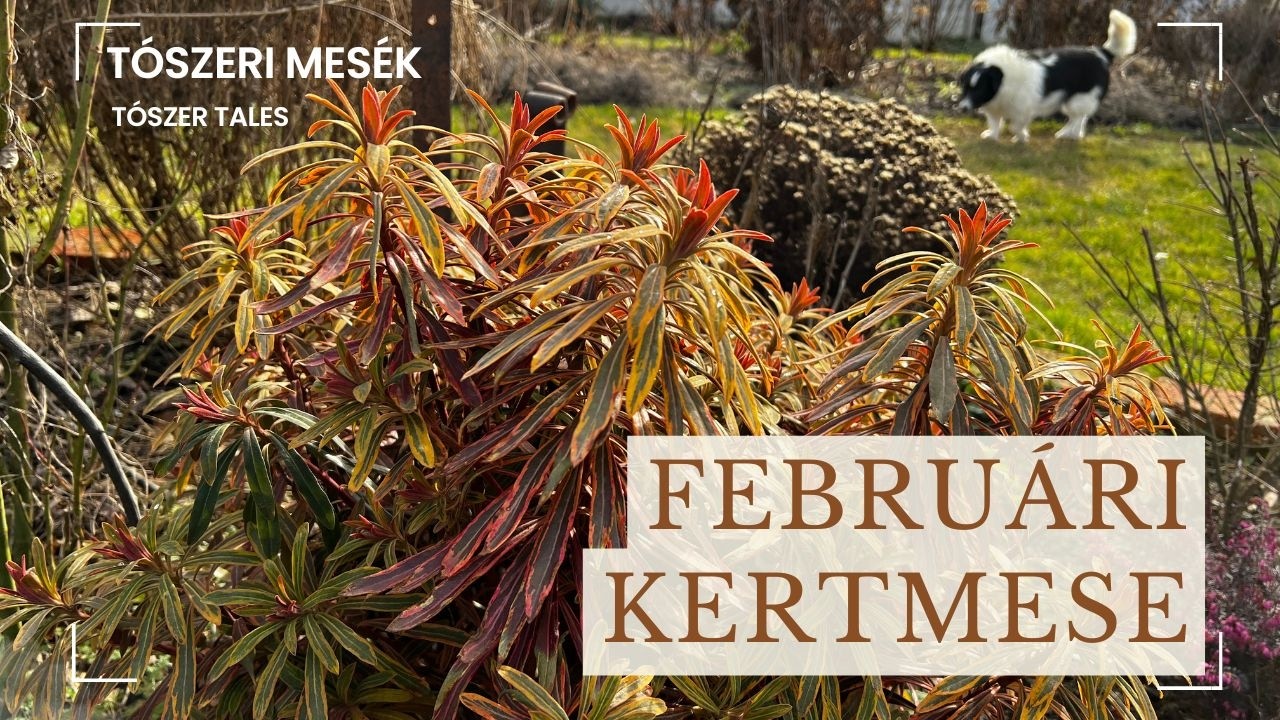 Februári kertmese | February Garden Tale 2026.