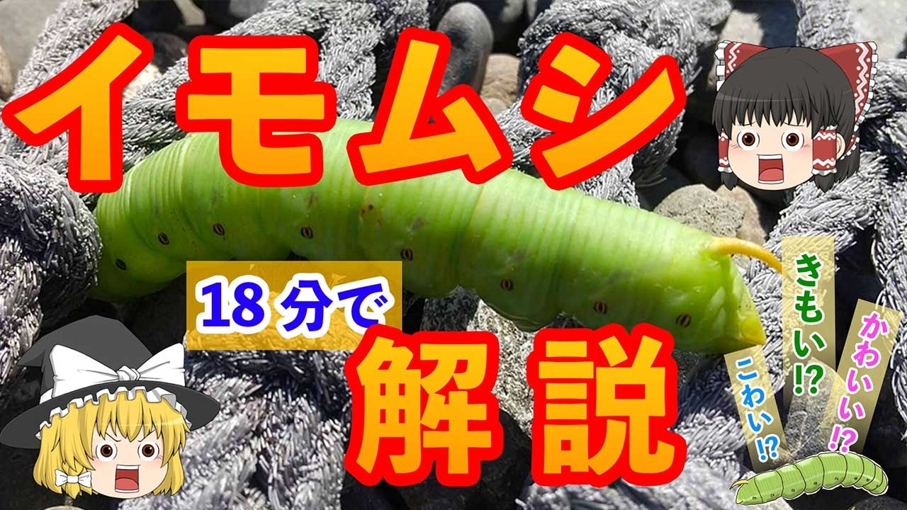 【ゆっくり】イモムシ解説