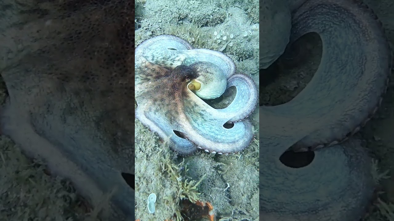 Nel mar Ligure - Il polpo - The octopus 