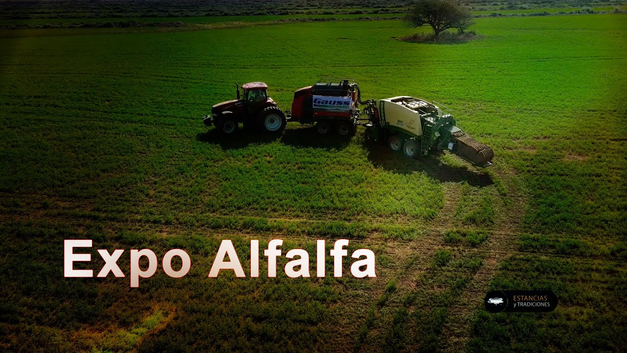 242 Expo Alfalfa (San Luis) - Estancias y Tradiciones
