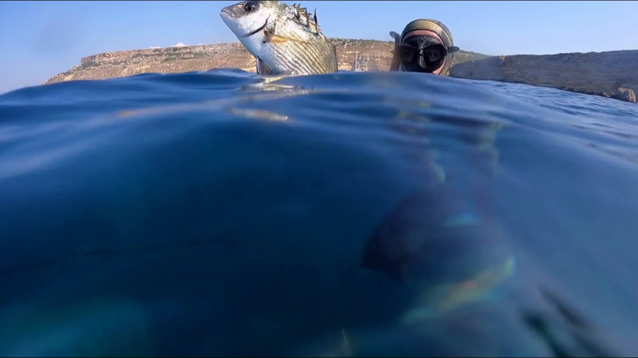 A Couple of Sea Breams and Interesting Encounters. Spearfishing Malta.