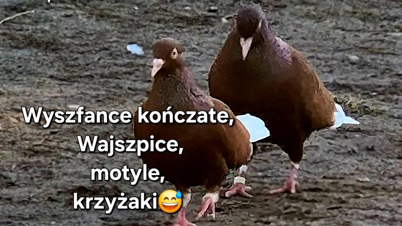Gołębie po 10 złotych ? To skandal ! Oburzył się  Pan widz 👍 Dziś obcych brak🕊 Pogoda piękna 🌞