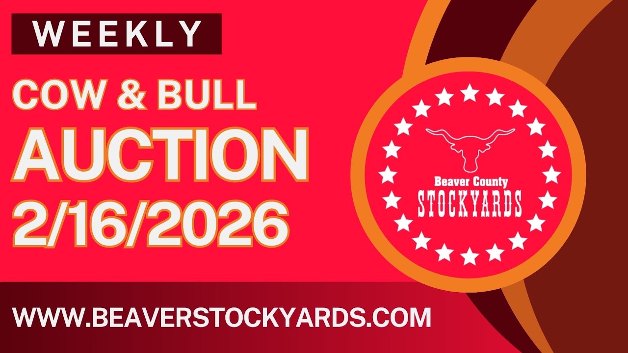 2/16/2026 - Cow & Bull Auction- Beaver County Stockyards