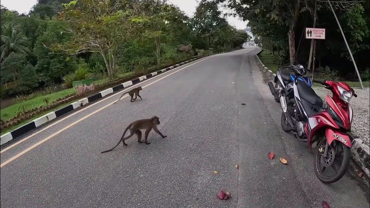 ionut lenghel speriat de maimuțe