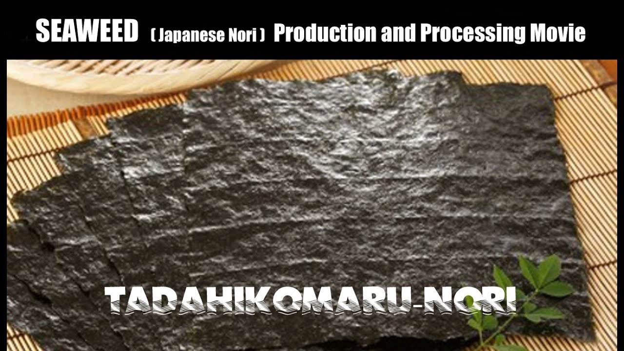 SEAWEED（Japanese Nori）Production and Processing Movie｜By TADAHIKOMARU（忠彦丸 海苔）× CM＞mitai