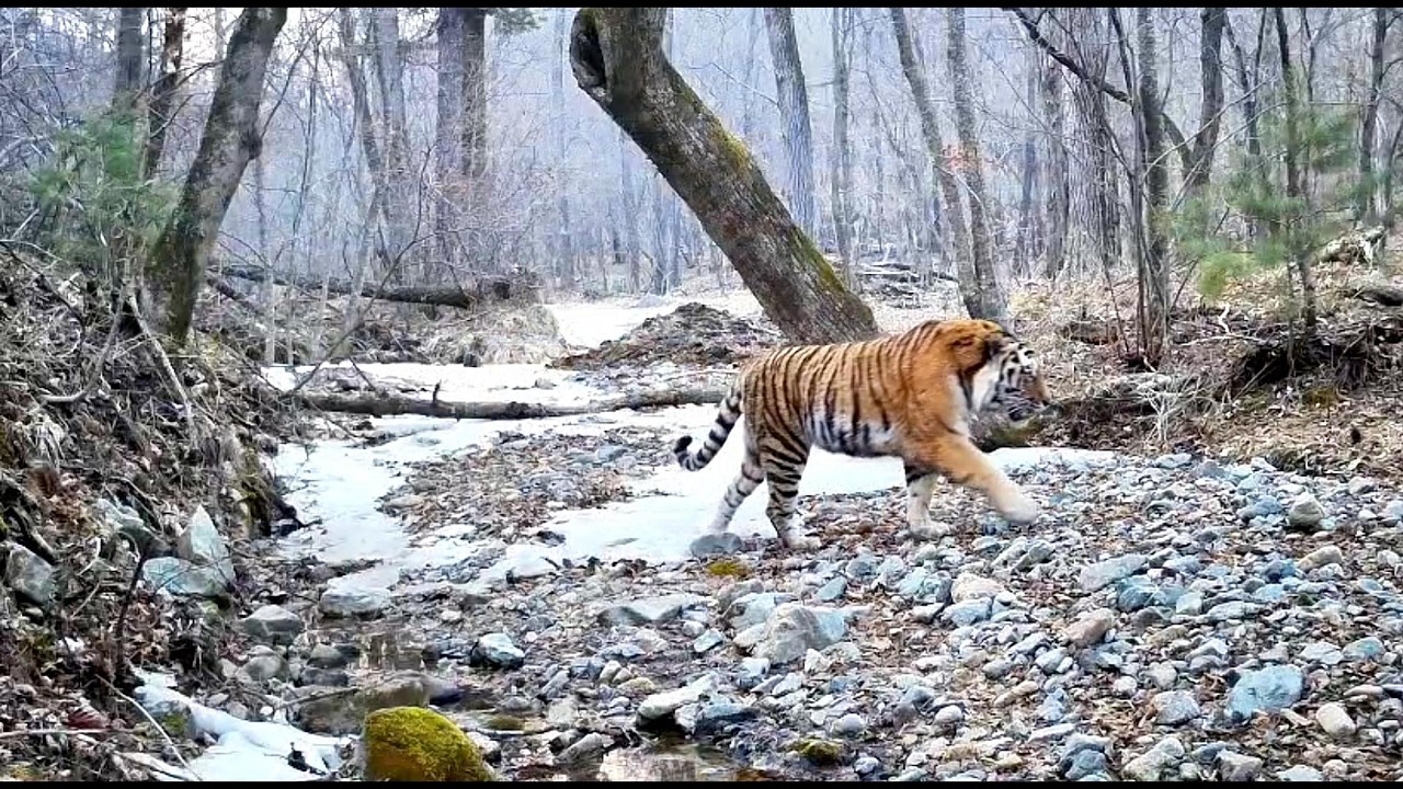 We Found Them&hellip; Amur Tiger & Leopard in the Spring Ussuri Taiga #42