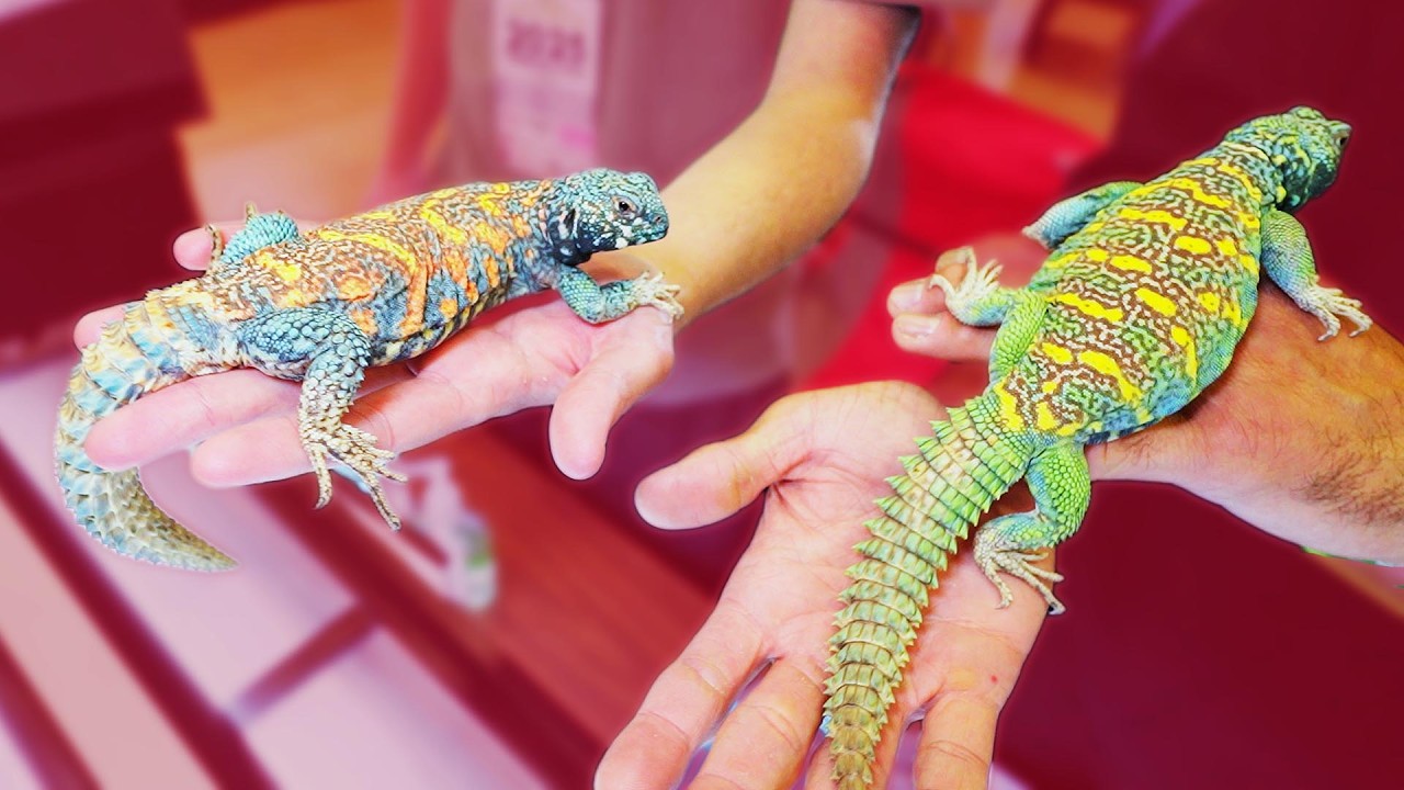 INSANE Reptile Expo Tour! Colorful Uromastyx & Croc Monitor Close Call 😱