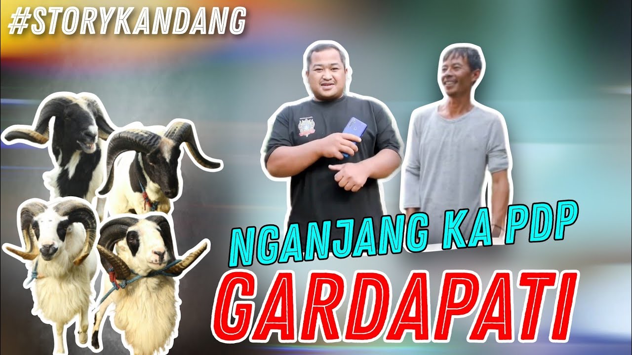STORY KANDANG |  NGANJANG KA PDP GARDAPATI 