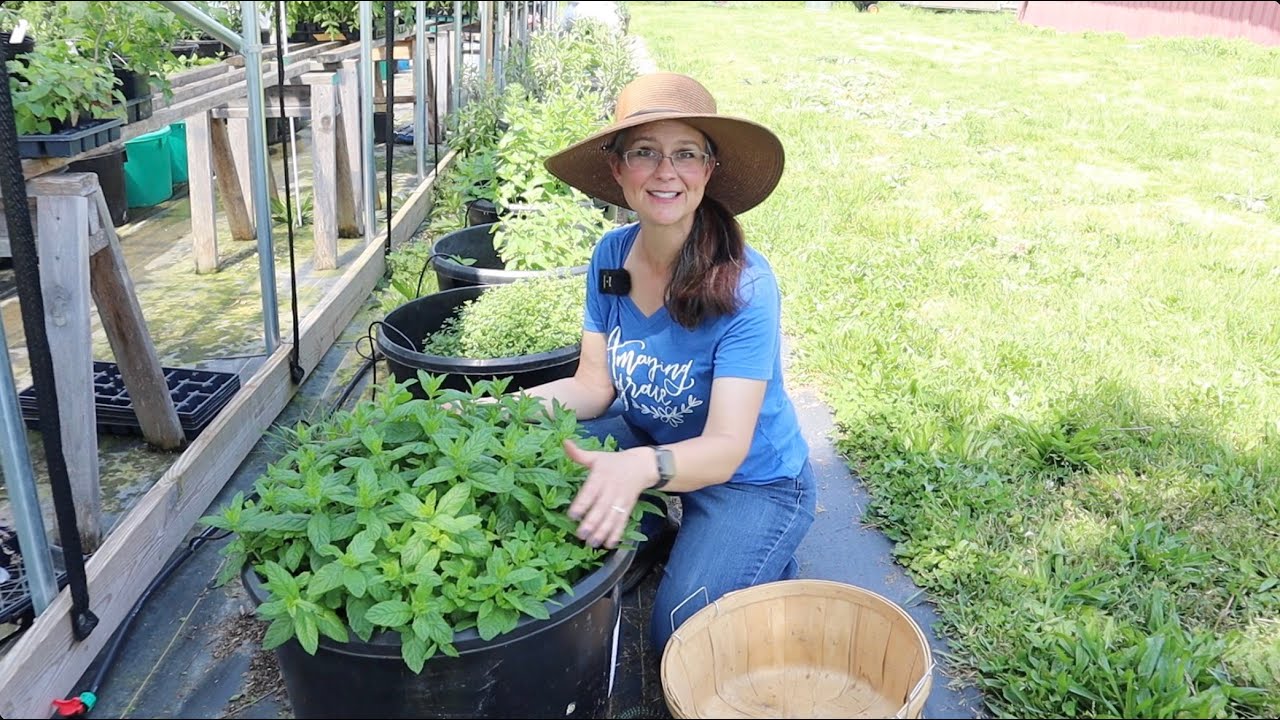 Preserving the BEST FLAVOR and NUTRIENTS of my Homegrown Herbs with Freeze Drying