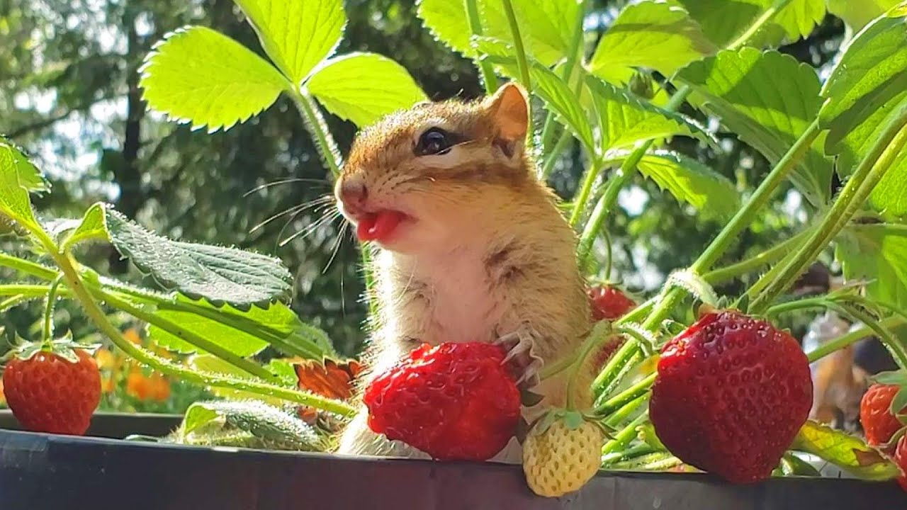 화분에 심어둔 딸기를 수확하는 다람쥐들 Chipmunks Harvesting Strawberries