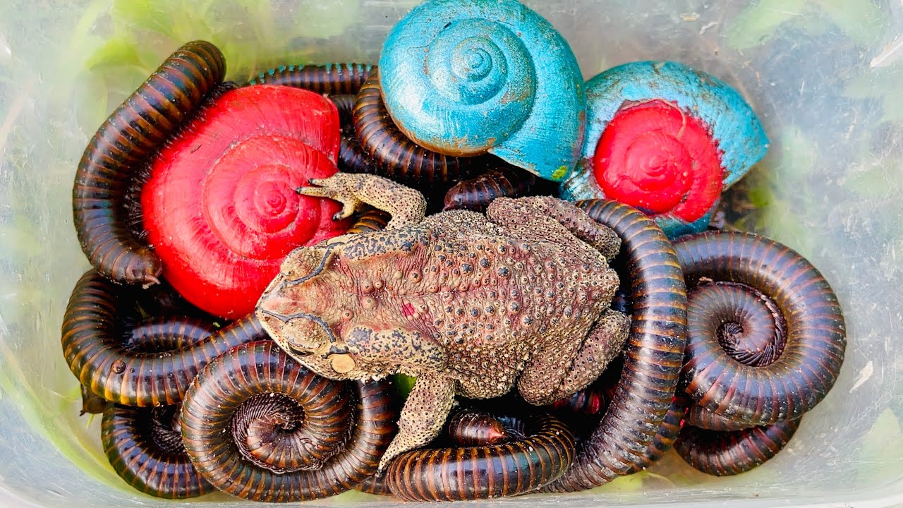 Wonderful Catch giants millipedes, big frog, beautiful snails 