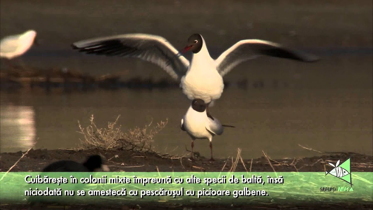 Pescarusul cu Cap Negru