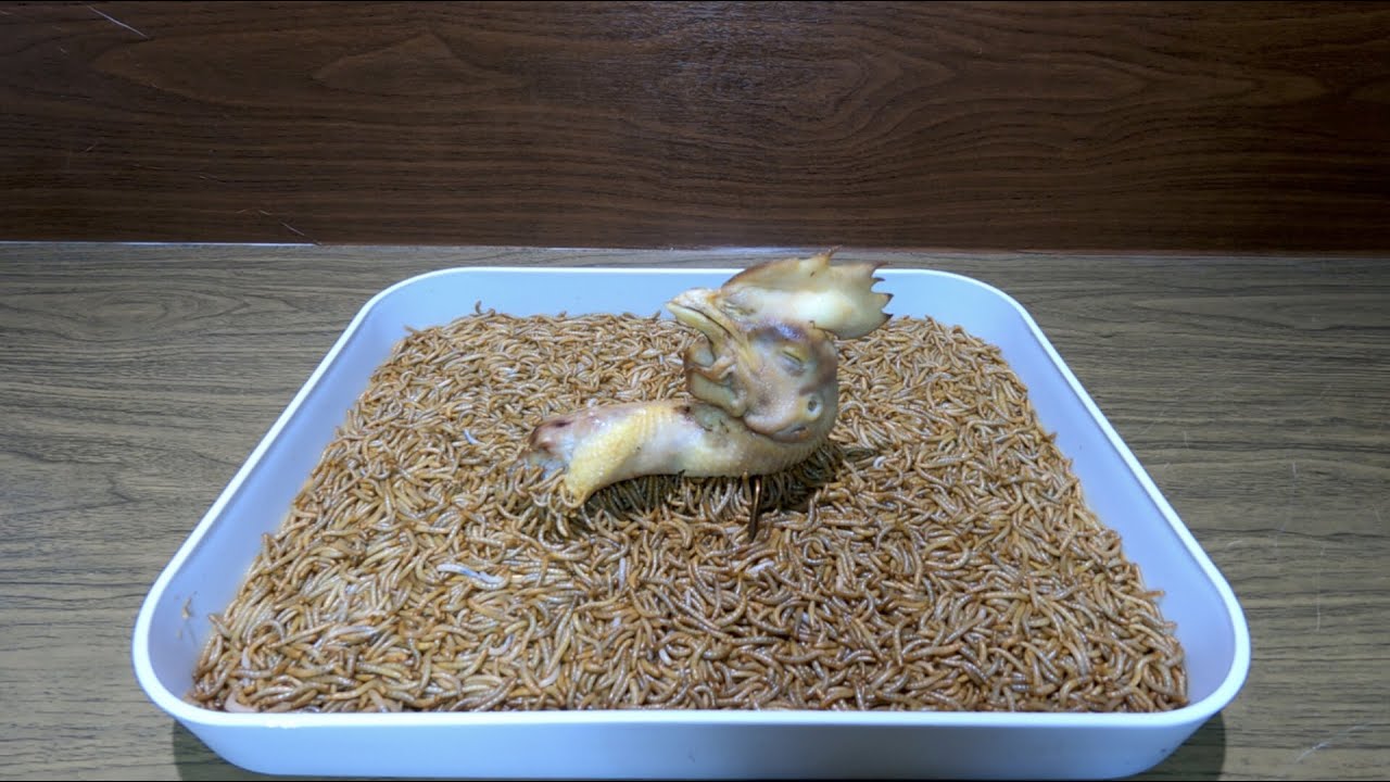 10,000 Worms vs Chicken Head – Time Lapse