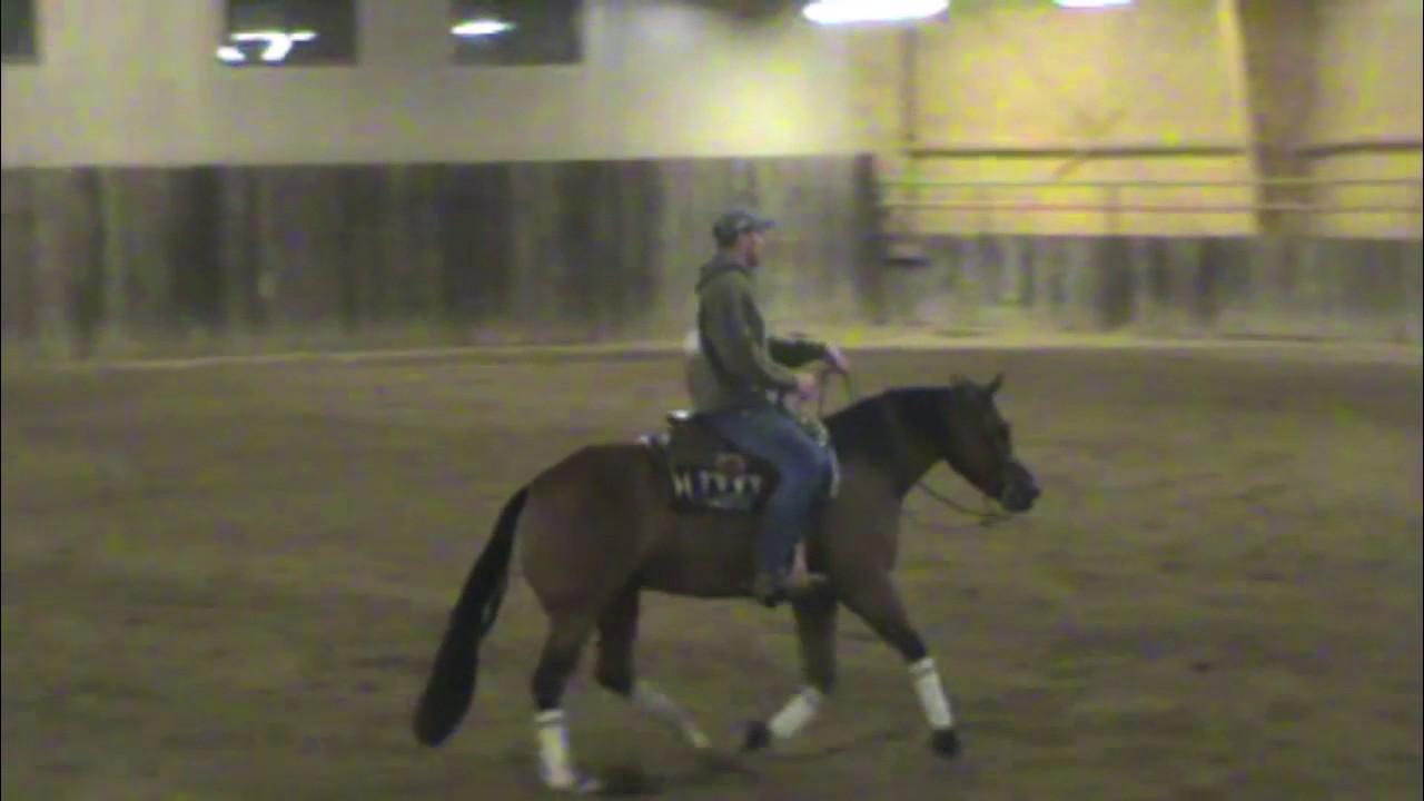 Sheza Spanish Dunit, 2012 Mare (Starlights Wrangler x Spanish Dun It)