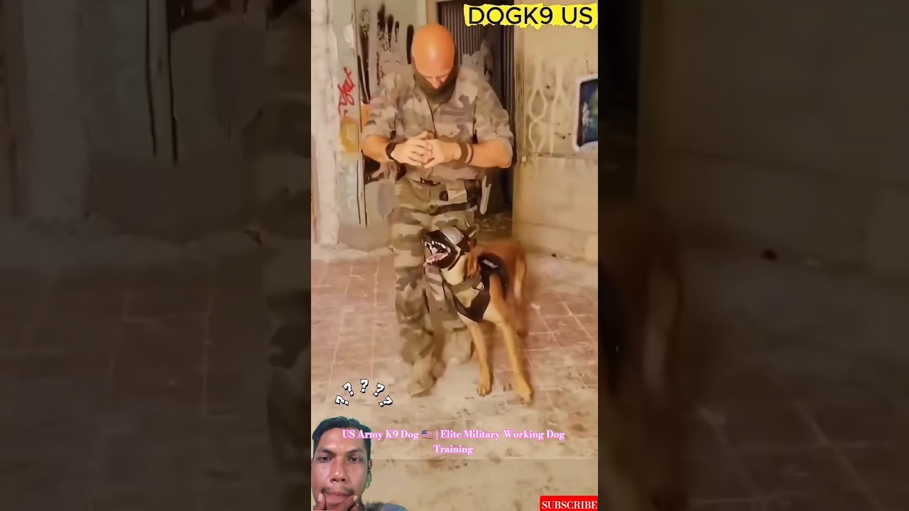 US Army K9 Dog 🇺🇸🐾 | Elite Military Working Dog Training 