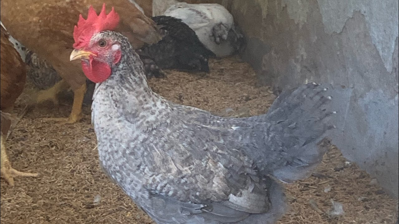 Galinha Balão Goiano. Você conhece?