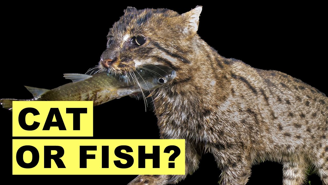 The Cat That&rsquo;s Literally Turning Into a Fish | Science Explained