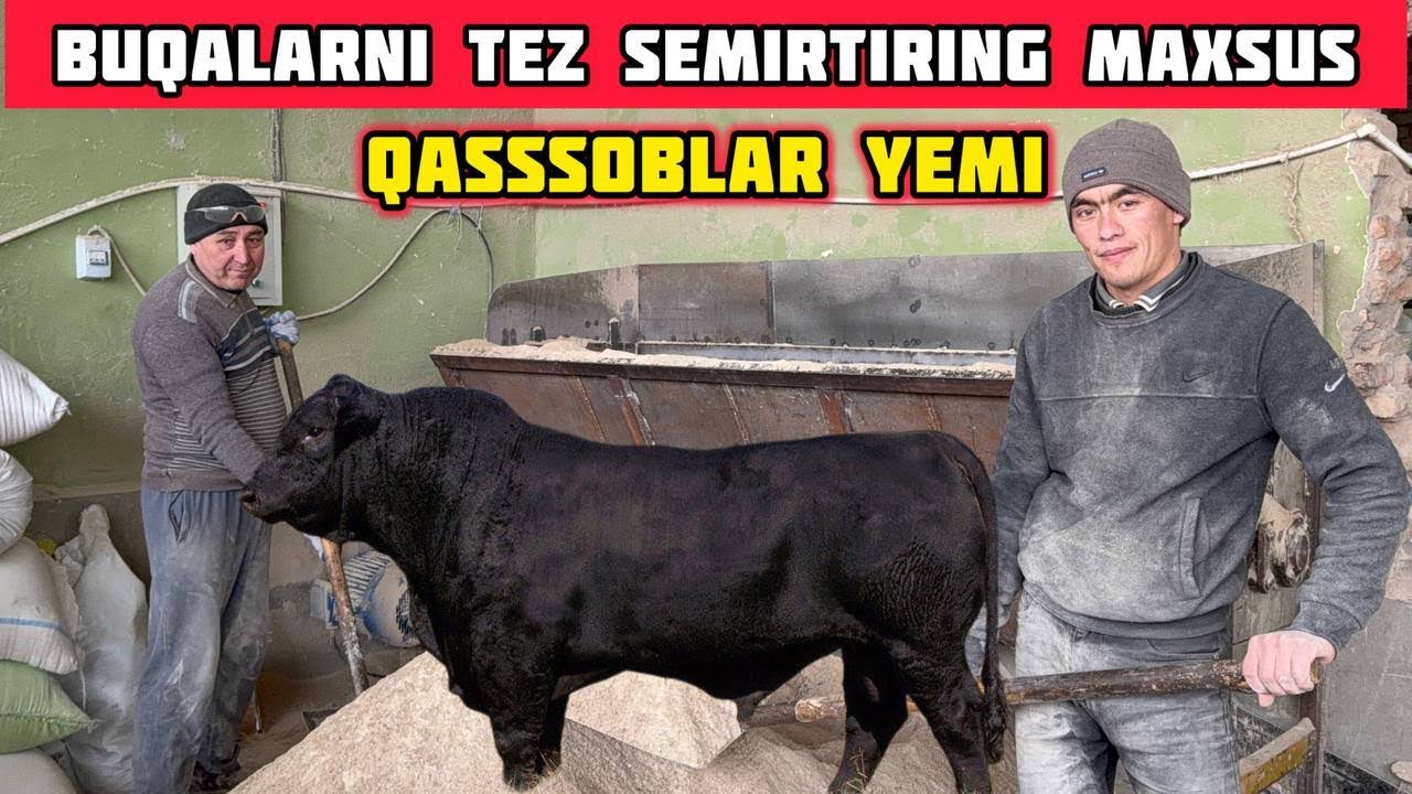 Buqalarni Tez Semirtishga Qassob Yemi,Raps Bilan Mol Boqish