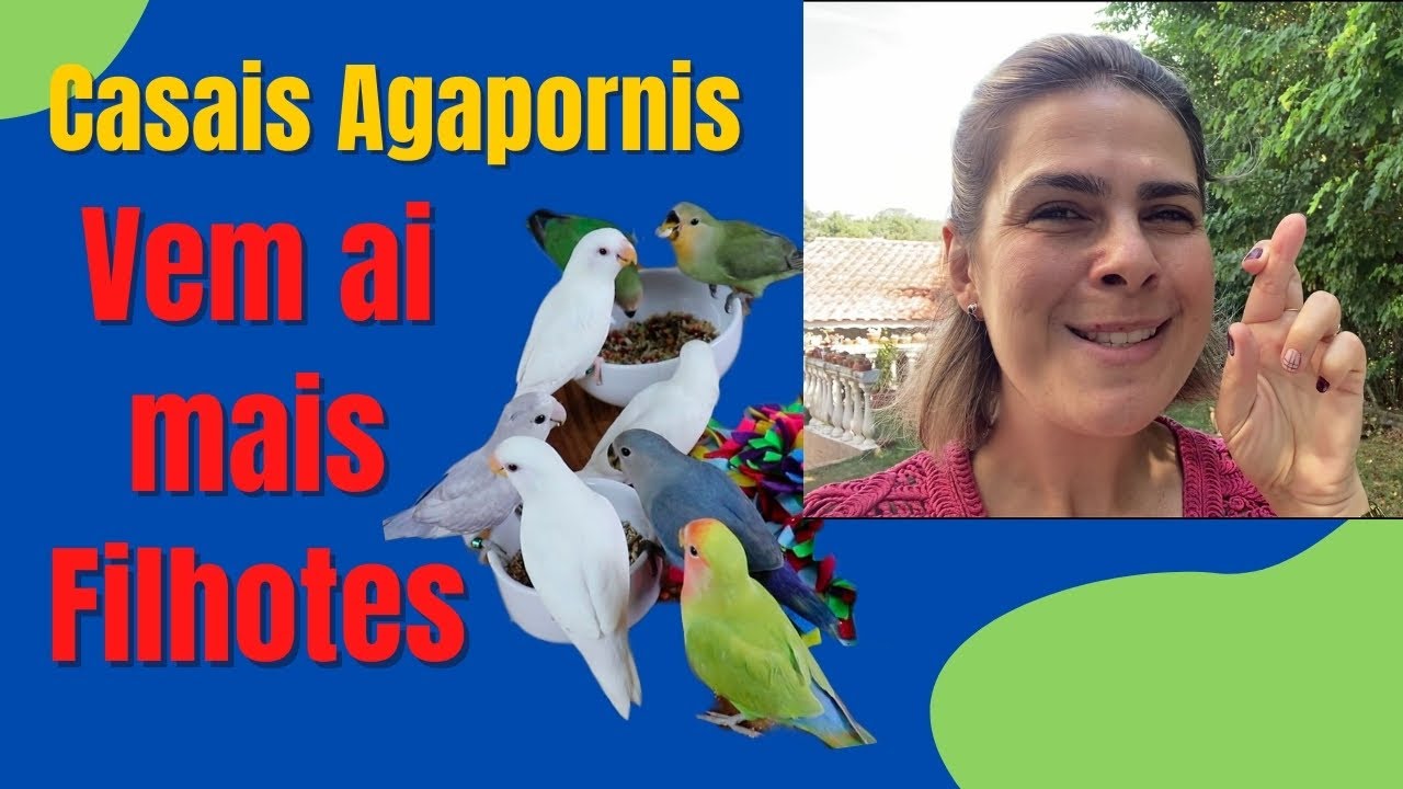 Formação de casais AGAPORIS: meu PLANTEL está formado/ Grazi Bittencourt
