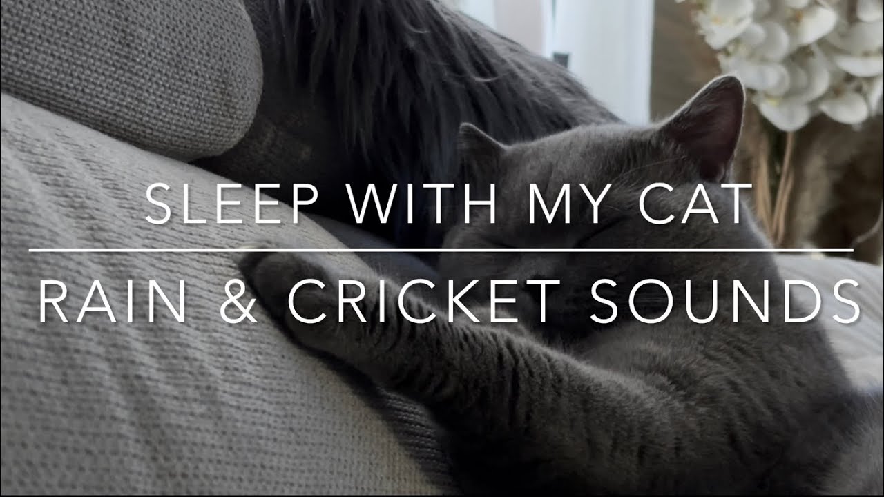 Come and Sleep with my cat | Lofi music, rain and cricket sounds 🌧️🎶🐈‍⬛