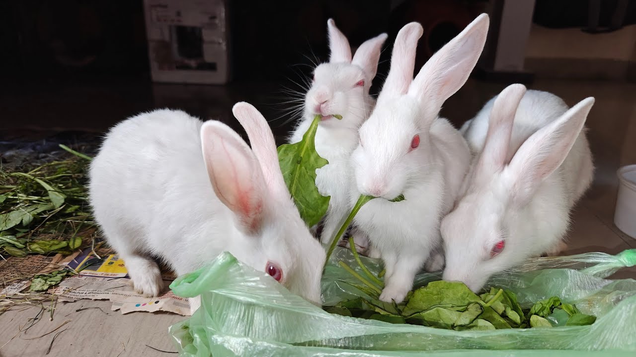 Radha Krishna Pets 🐇 | Cute Rabbit Shorts & Care Tips