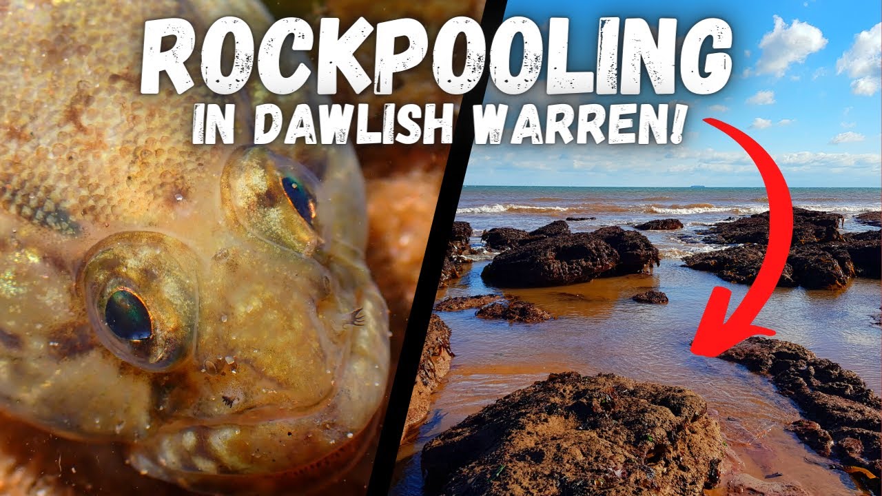Rockpooling For AMAZING Sea Creatures In Dawlish Warren!