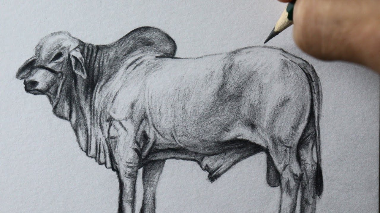 Como desenhar um Boi Tabapuã - PASSO A PASSO - narrado
