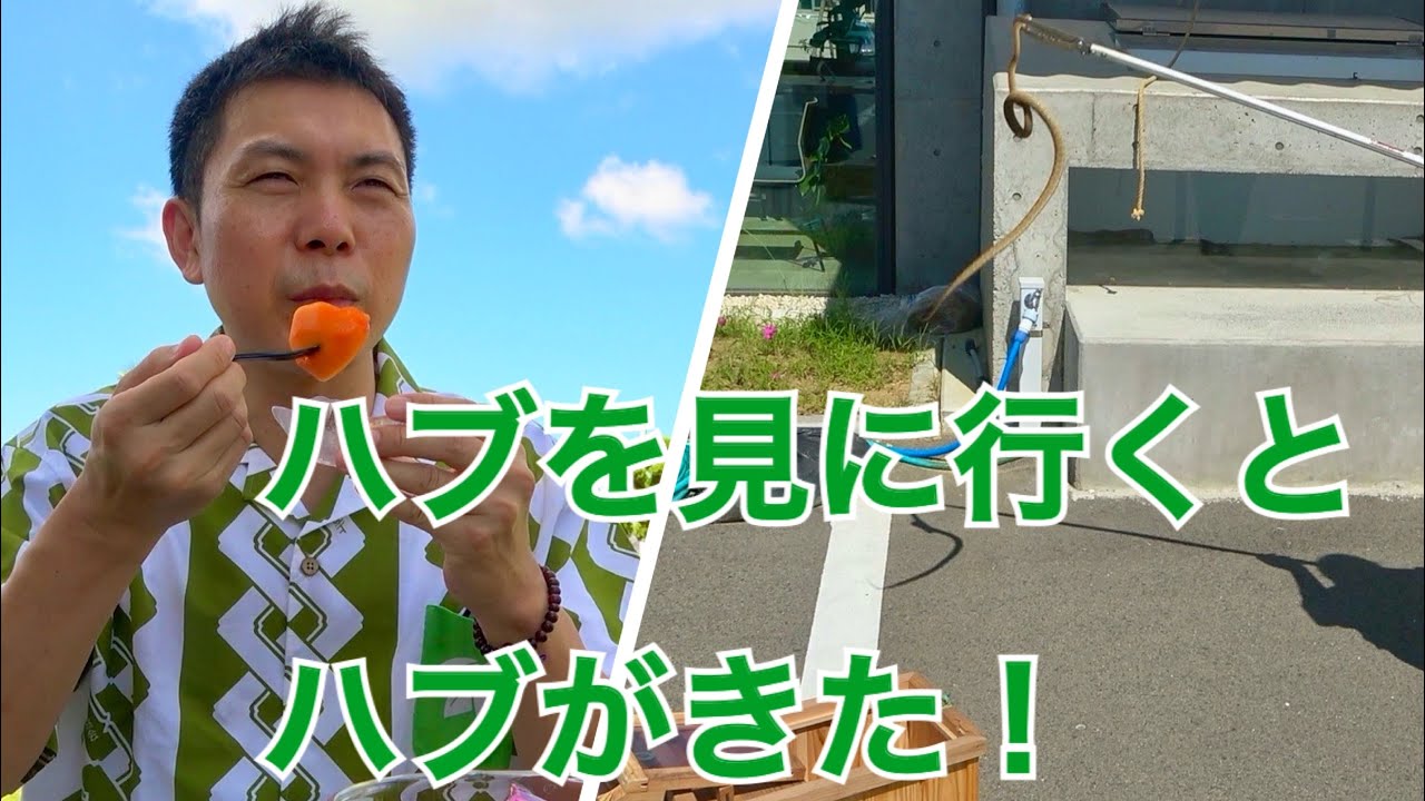 ハブを見に行くとハブがきた in徳之島【一笑一福】