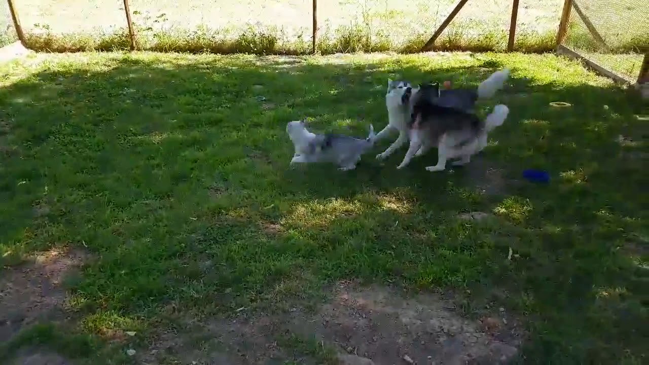 Comment joue une meute de husky