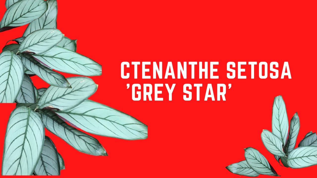 || CTENANTHE SETOSA 'GREY STAR' || CARE TIPS ||