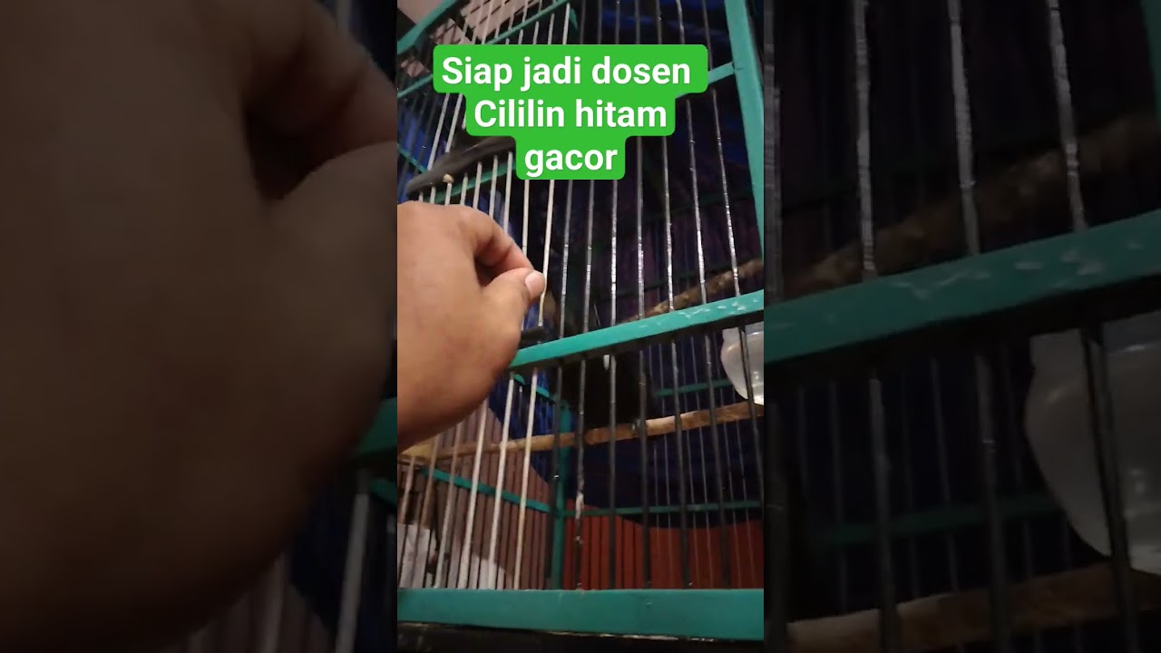 #cililingacor #masterancililin