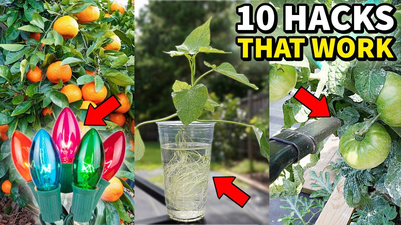 The 10 Best GARDEN HACKS That Actually Work