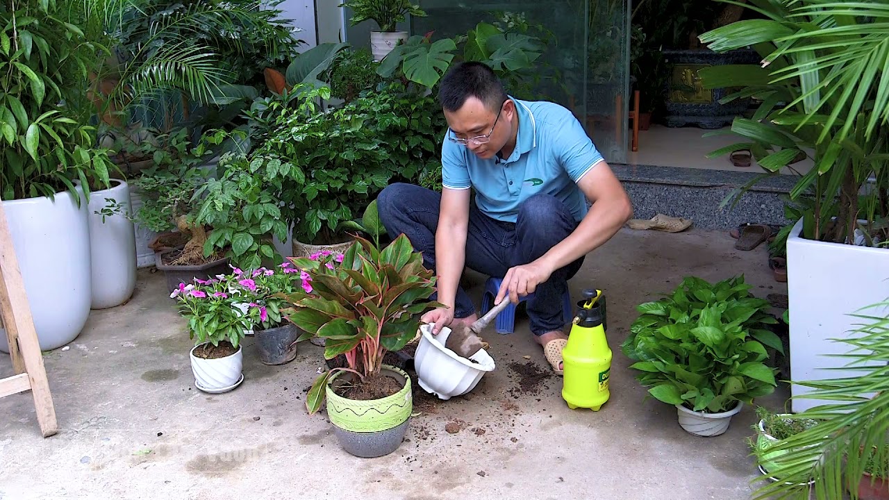 Hướng dẫn cách trồng và chăm sóc Cây Phú Quý chính xác, xanh tốt