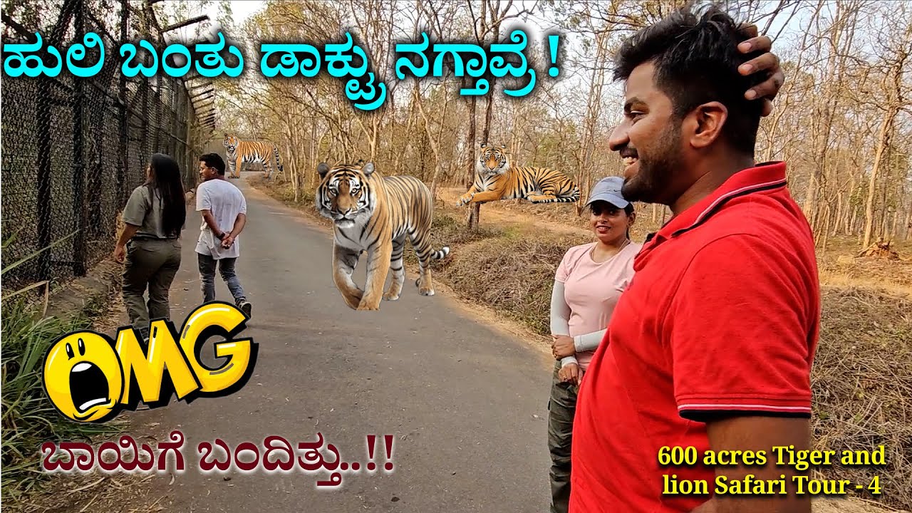 ಹುಲಿ ಬಂದ್ರು ಡಾಕ್ಟ್ರು ನಗ್ತಾವ್ರೆ !- ಹುಲಿ ಡಾಕ್ಟ್ರ ಭಾಷೆನಾ ಹೇಗೆ ಅರ್ಥ ಮಾಡಿಕೊಳ್ಳುತ್ತೆ Tiger & Lion Safari-4