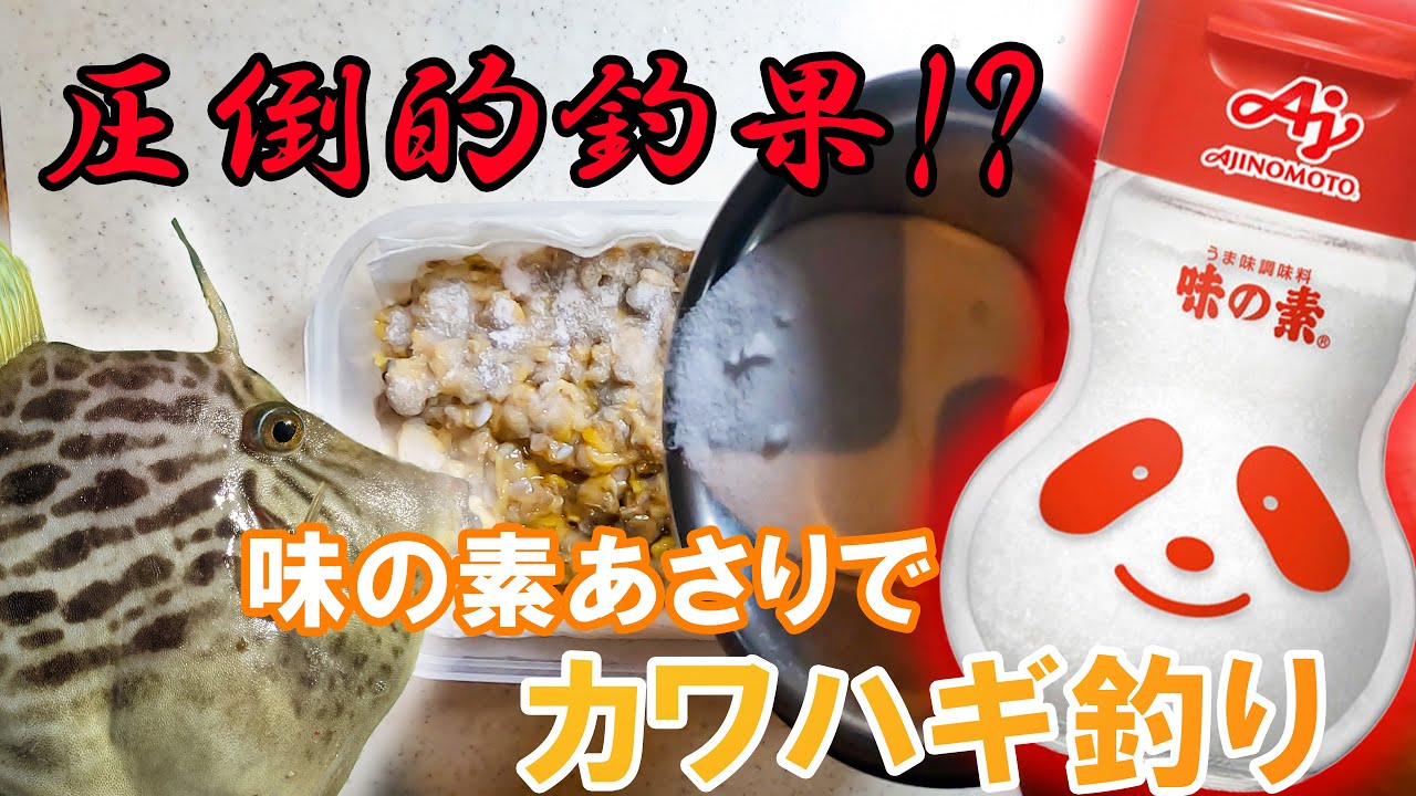 【大量30枚】味の素あさりでカワハギ爆釣（東京湾竹岡沖）