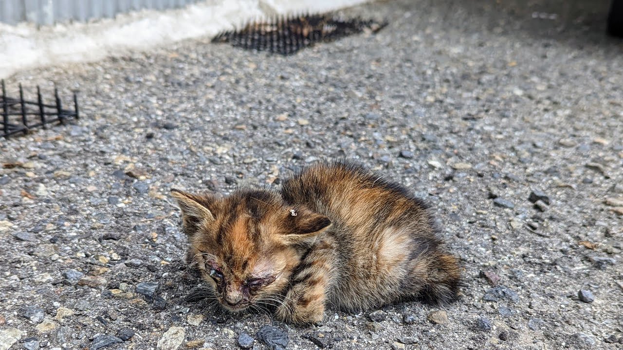 悩みましたが目が癒着している子猫を保護しました