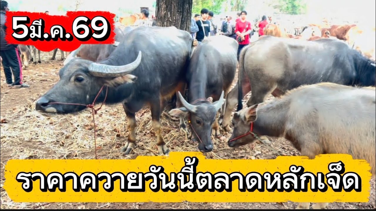 ลุงวิมลเลาะชมบรรยากาศชื้อขายควายตลาดหลักเจ็ด อ.พรรณานิคม จ.สกลนคร #ราคาควายวันนี้ 5/3/69
