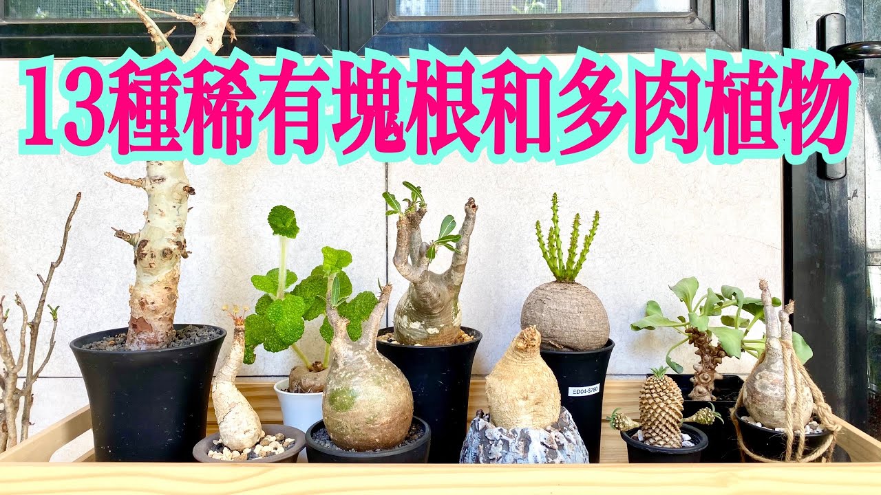 受追捧的13種稀有品種（含詳細資料），塊根植物、根莖類或球莖類定義上的分別 #南非龜甲龍 #鐵甲麒麟 #沙漠玫瑰 #塊根植物 #多肉植物 #塊根 #caudex #大戟科#块根植物 #块根 #斷崖王子