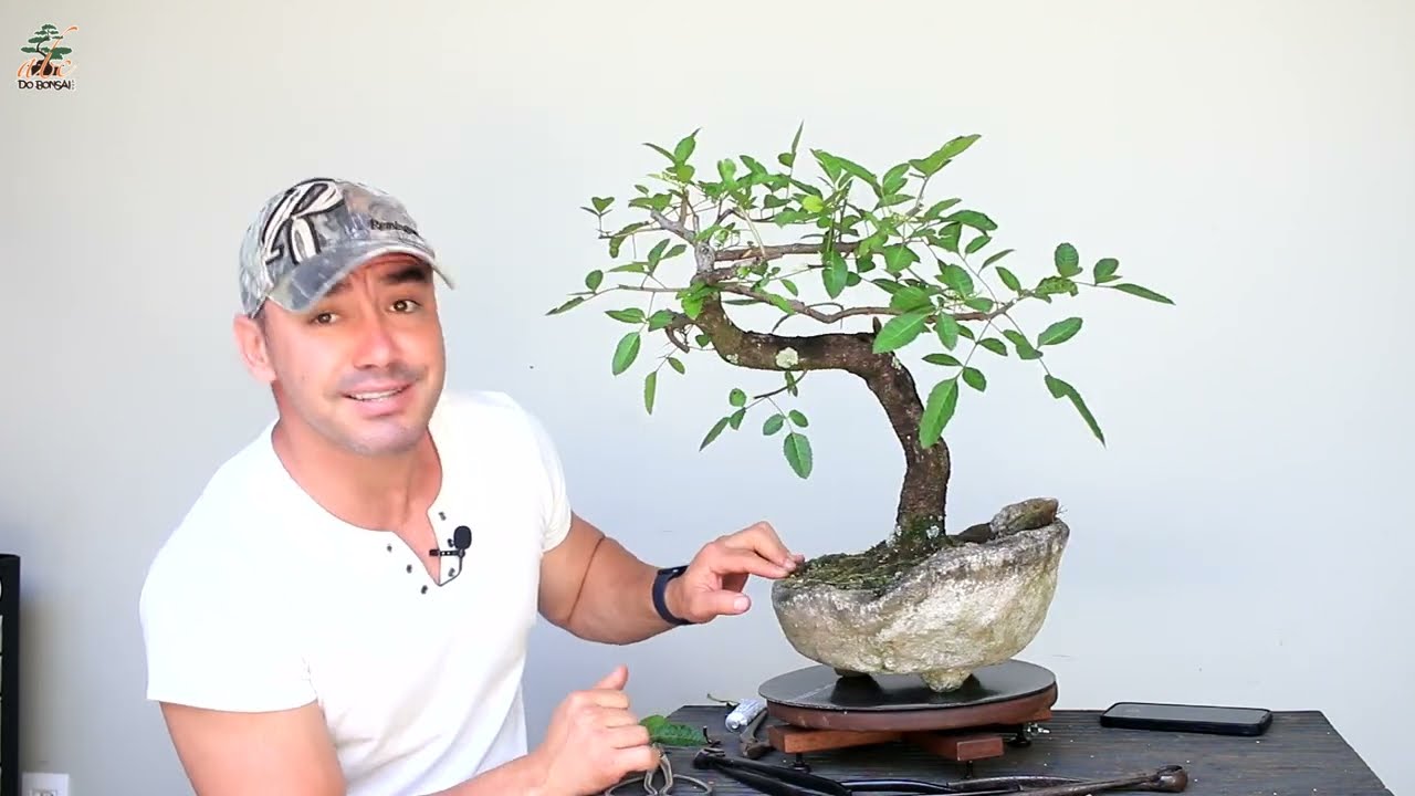 BONSAI DE AROEIRA PIMENTEIRA PARTE 2