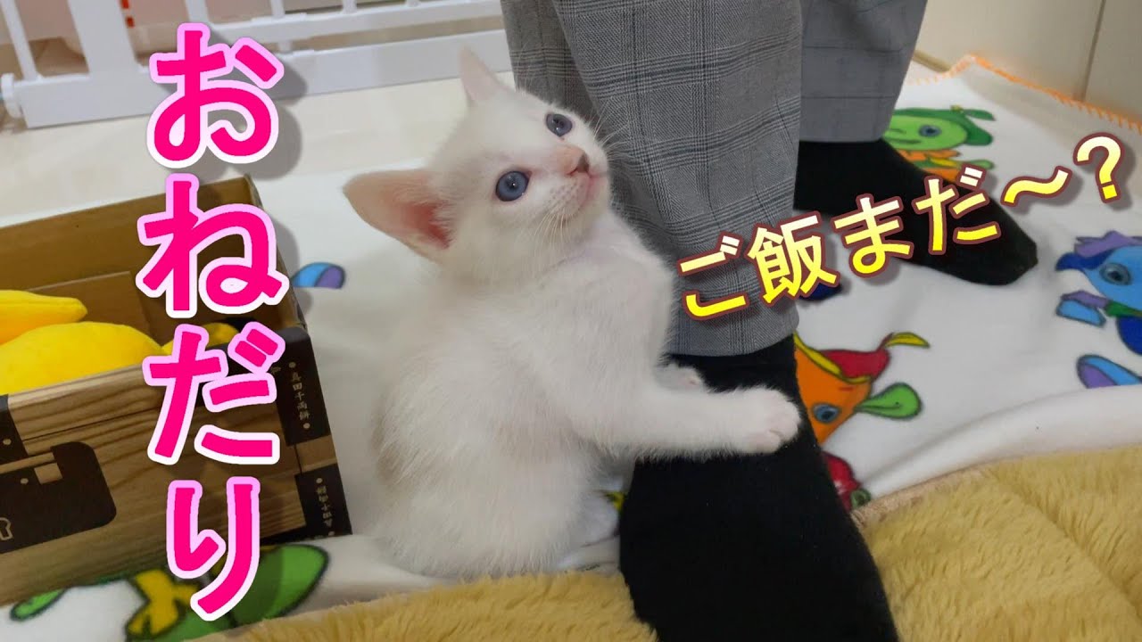 ママの足にしがみついてご飯をおねだりする生後41日目の子猫【保護猫】