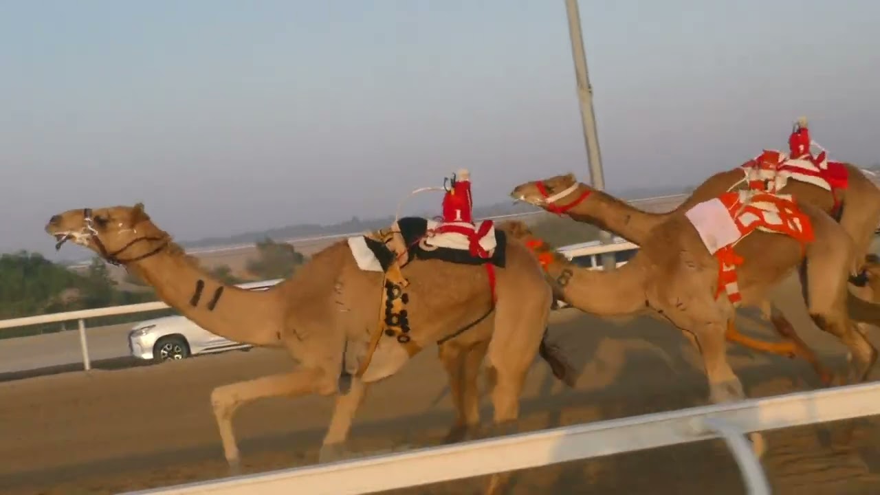 الشوط5(الظبي)للسيد: سالم سعيد سالم الخوذيري  توقيت 