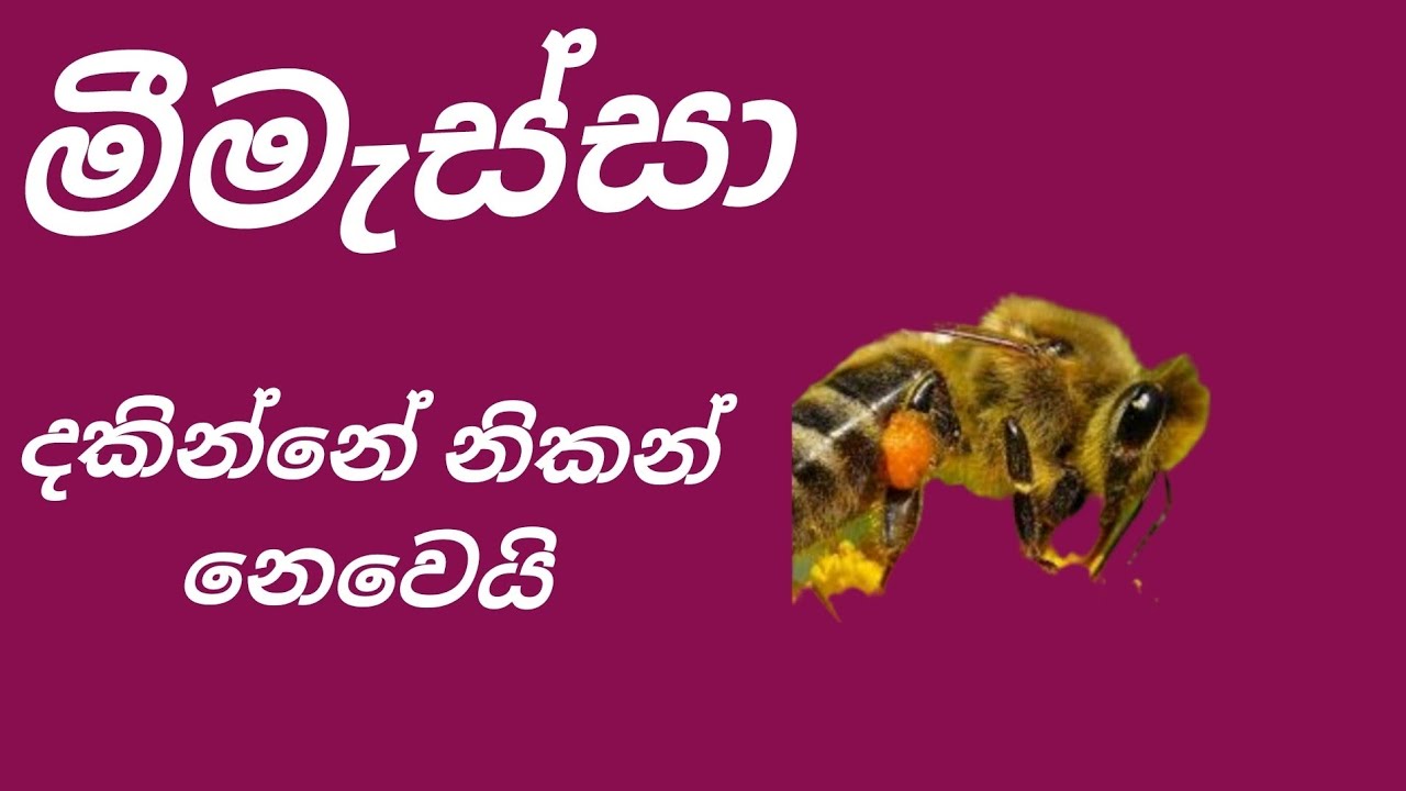 *The Spiritual Meaning of Seeing a Bee | මීමැස්සා දැකීමේ ආධ්‍යාත්මික අර්ථය*