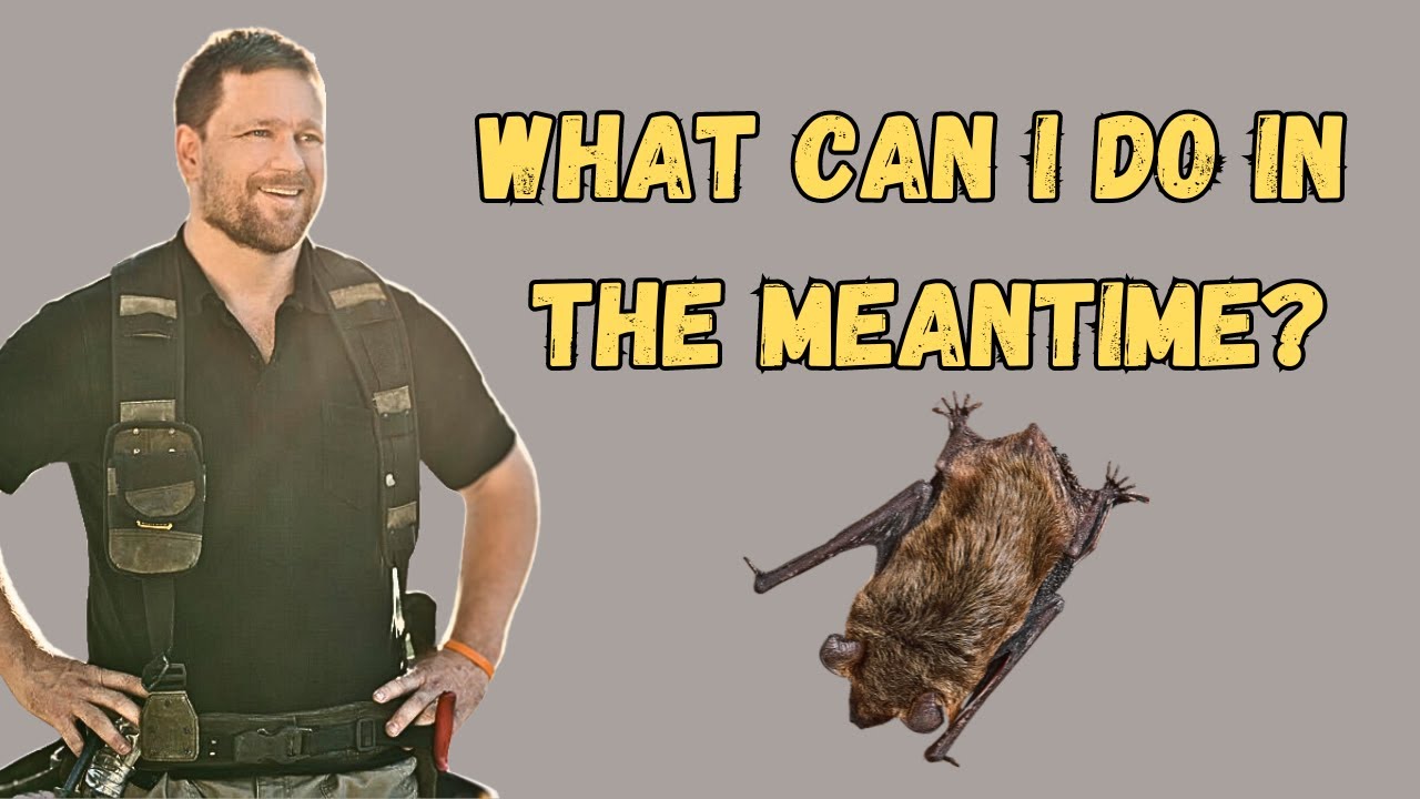 How To Keep Bats Out Of Your Bedroom & Get A Good Night Sleep.