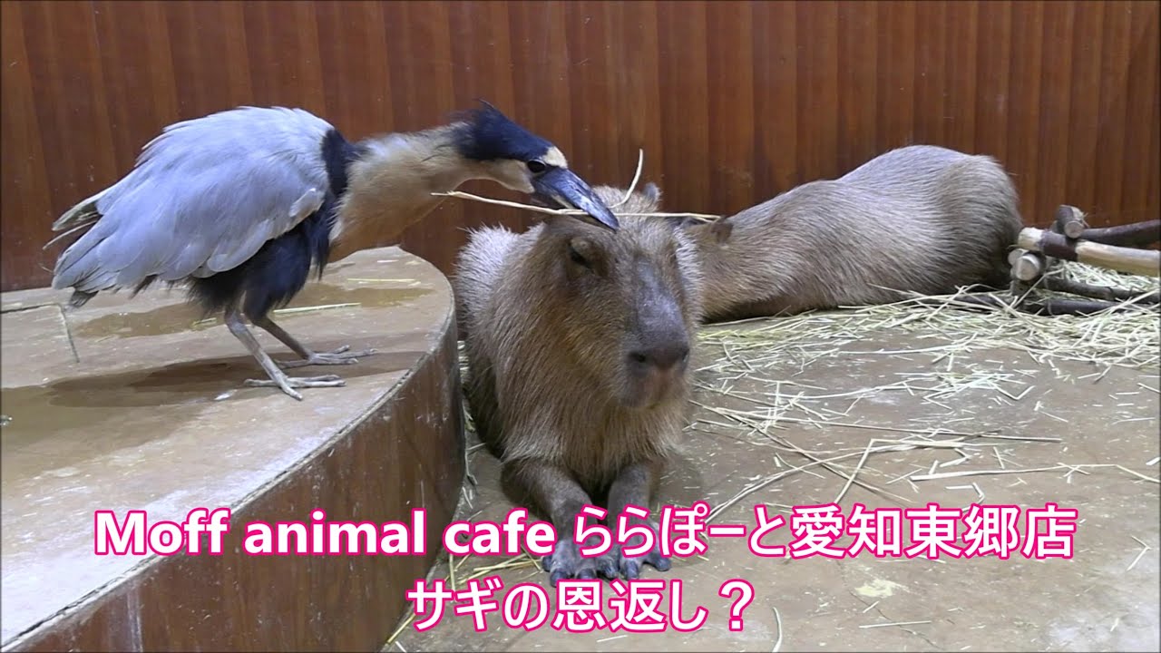 カピバラ （Moffららぽーと愛知東郷篇）サギの恩返し？