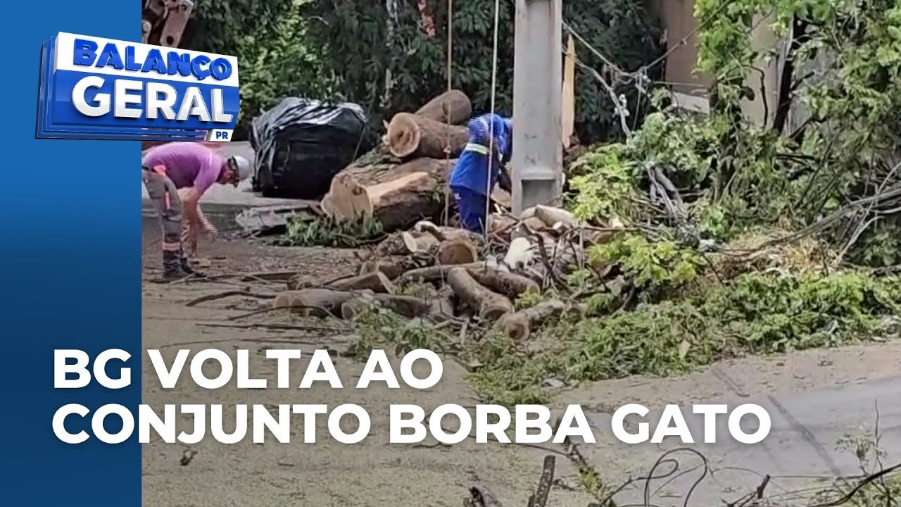 Duas árvores caem em cinco dias e BG retorna ao Conjunto Borba Gato, em Maringá
